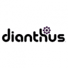 Dianthus